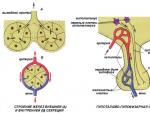 Железы внутренней секреции, гормоны и их значение в жизни человека